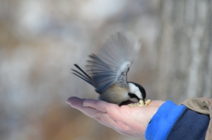 A Black-Capped Chickadee In for His Landing