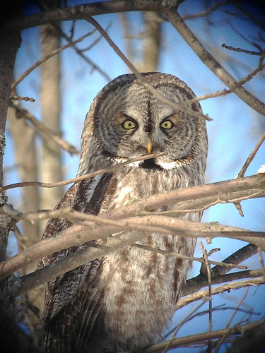 Great Gray Owl (gorgeous photography by Jeremy Halka)