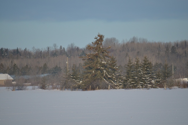 Tree Full of Sharp-Tailed Grouse