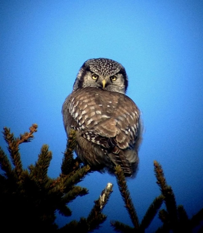 Northern Hawk Owl (Jeremy Halka)