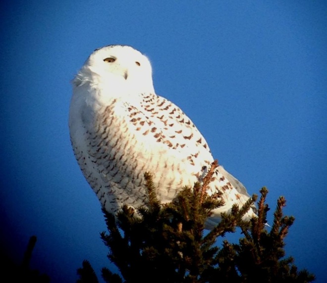 First Time to REALLY see a Snowy Owl!