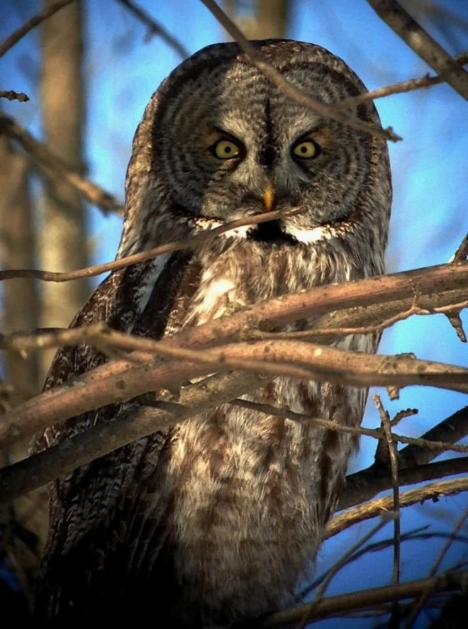 Great Gray Owl (thanks to Jeromy Hakyl)